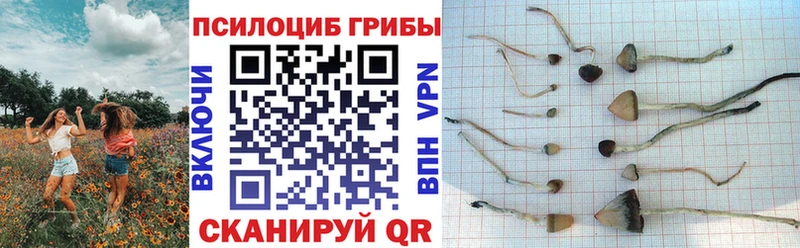 Псилоцибиновые грибы мицелий  Купить где  Котовск 